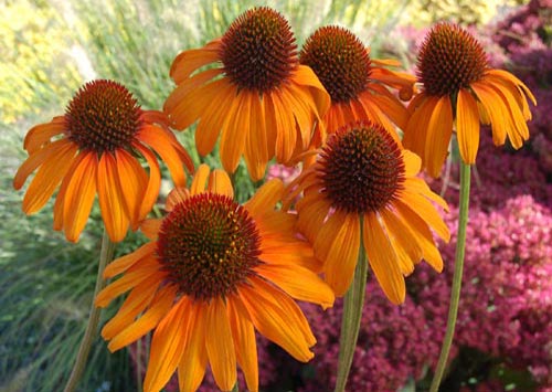 Echinacea 'Tiki'Torch